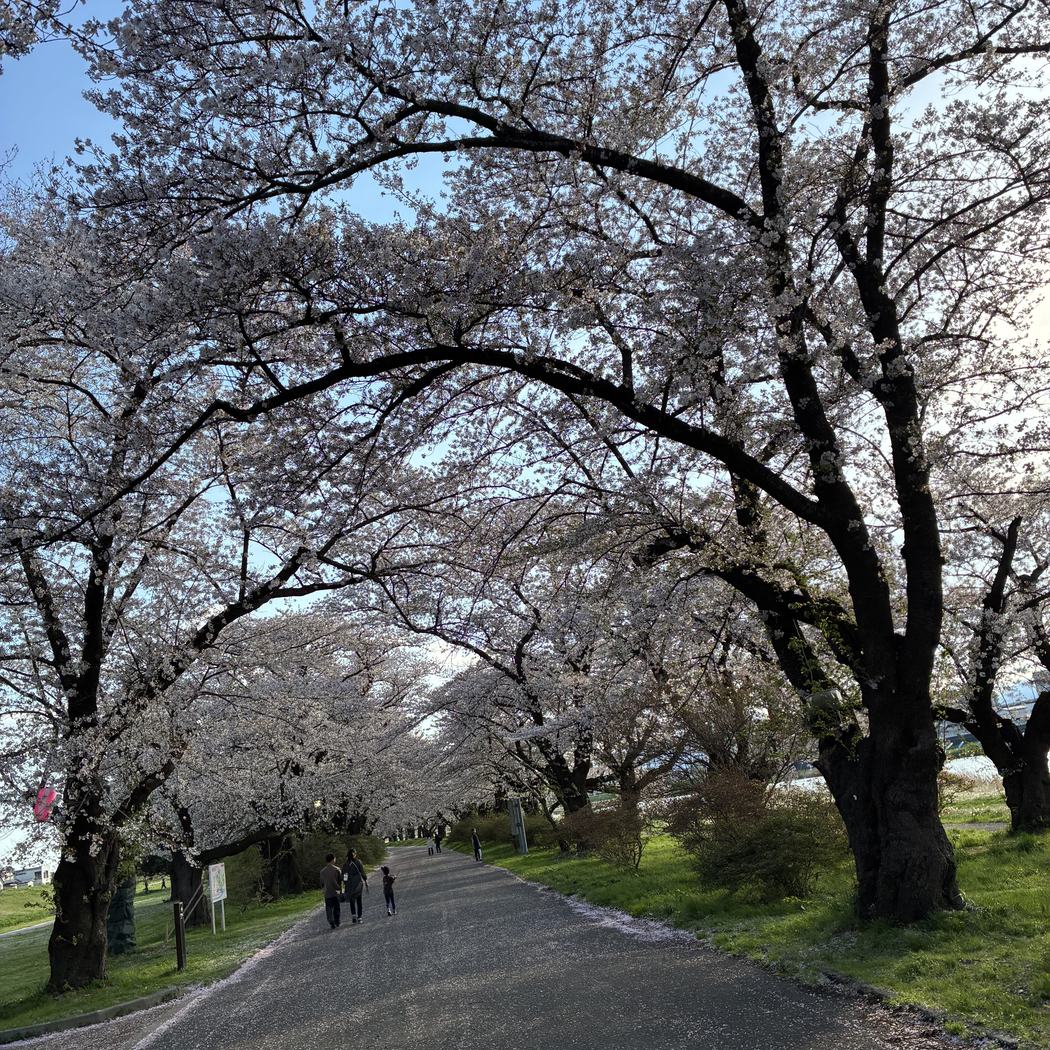 展勝地の桜並木